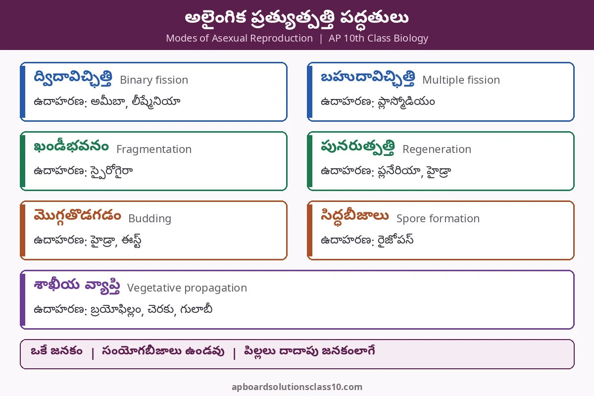 AP 10th Class How do Organisms Reproduce Solutions - అలైంగిక ప్రత్యుత్పత్తి పద్ధతులు ఉదాహరణలతో చార్ట్