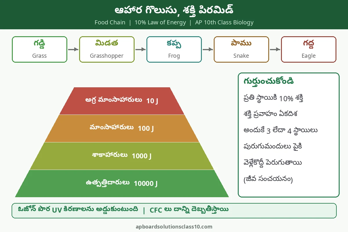 AP 10th Class Our Environment Solutions - ఆహార గొలుసు, పోషక స్థాయిలు, 10 శాతం శక్తి నియమం పిరమిడ్ చార్ట్