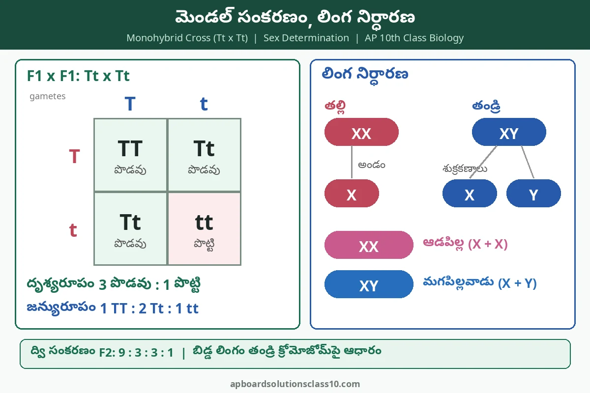 AP 10th Class Heredity Solutions - మెండల్ ఏక సంకర సంకరణం (Tt x Tt) చెక్కర్ బోర్డు, మానవుల్లో లింగ నిర్ధారణ (XX, XY) చార్ట్