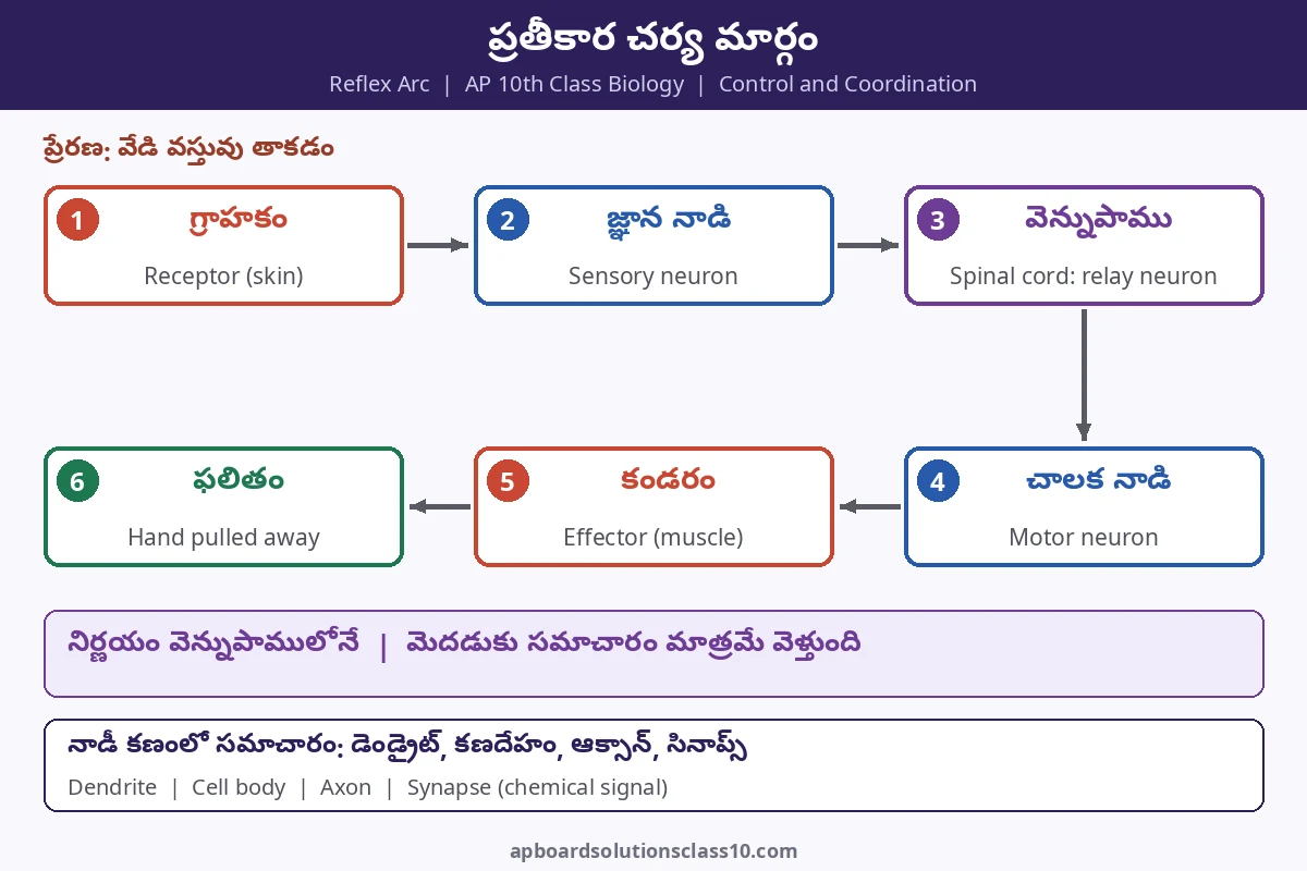 AP 10th Class Control and Coordination Solutions - ప్రతీకార చర్య మార్గం (reflex arc): గ్రాహకం, జ్ఞాన నాడి, వెన్నుపాము, చాలక నాడి, కండరం