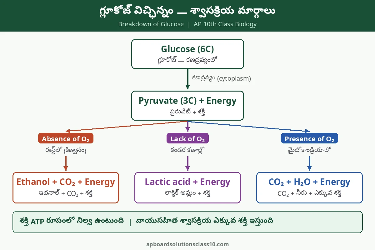 AP 10th Class Life Processes Solutions - గ్లూకోజ్ విచ్ఛిన్నం, వాయుసహిత, అవాయు శ్వాసక్రియ మార్గాలు చార్ట్